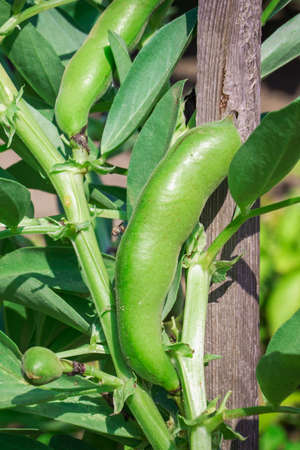 Peas grow on a wooden espalier in the garden, fruits close-up. Farming and gardening.