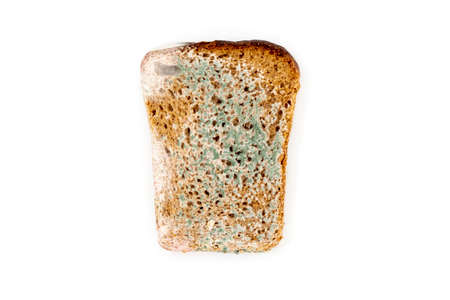 Moldy rye bread isolated on a white background close-up. The concept of out of date food.