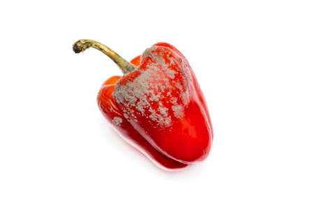 One is rotten, half-decomposed, covered with mold on a white background. Tainted, unhealthy sweet red peppers. The concept of expired food, poisoning, infection.の写真素材