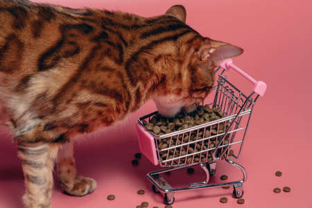 Bengal cat with alopecia on its paw eats pet food from a shopping cart on a pink background. The...