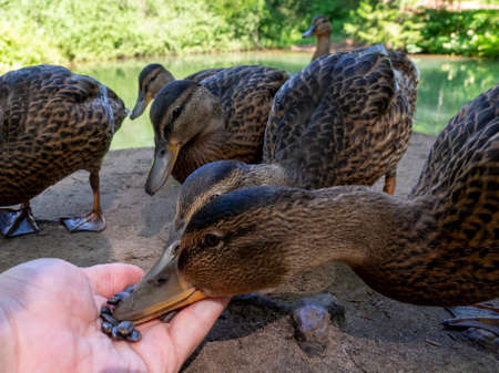 A man feeds wild ducks seeds from his hand by a pond in a city park. The concept of nature...