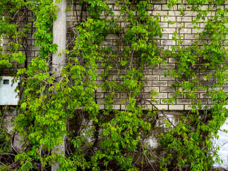 The green foliage of a creeping plant devours the wall of a stone or brick house. The texture of the organic wall of the building in close up.の写真素材
