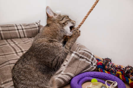 A playful gray striped kitten plays with a rope and bites it with its teeth.の写真素材