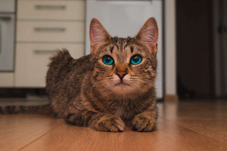 A gray sad tabby cat rests or falls asleep lying on the floor.の写真素材