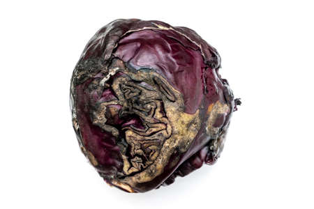 One rotting red cabbage isolated on a white background. Spoiled vegetables.