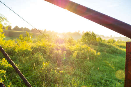 Spider web in the rays of summer the dawn sun against the background of the green nature of the countryside.の写真素材
