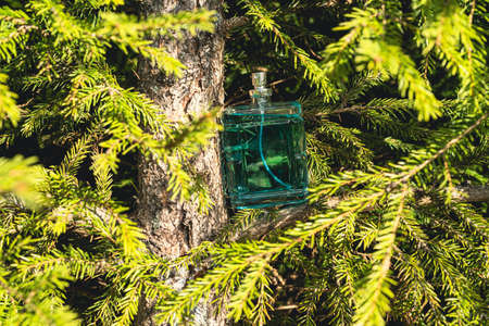 Aque bottle of men's perfume on the background of green pine branches in the northern forest. The...
