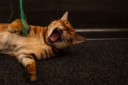 Portrait of a yawning sleepy Bengal cat close-up. Yellow teeth and a broken fang at a pet.の写真素材
