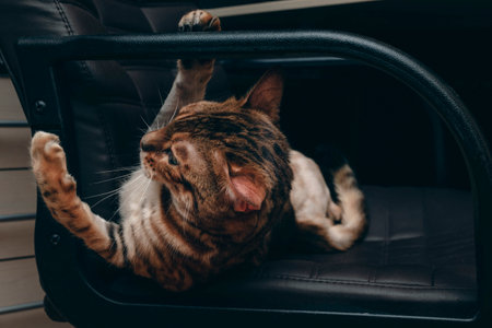 Purebred Bengal cat pull-up on a armchair and does sports. Domestic pet athlete.の写真素材