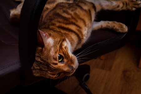 Bengal purebred cat rubs against a leather chair during estrus. A domestic cat caresses and itches...