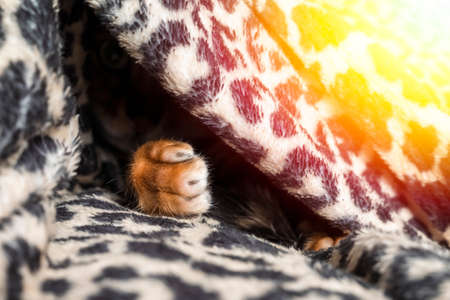 Bengal cat hides from fear under a blanket. Pet basks under a coverlet during the autumn cold....