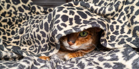 Bengal cat hides from fear under a blanket. Pet basks under a coverlet during the autumn cold....