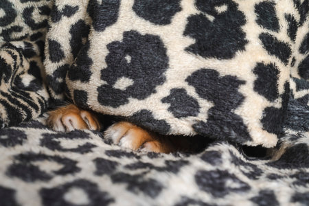 The paws of a Bengal domestic cat stick out from under a warm blanket. The pet is resting and hiding under the blanket. Cat paws close-up.の写真素材