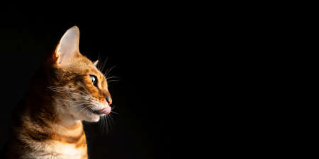 Funny portrait of a Bengal cat licking with its mouth open on a black background in the studio. The...