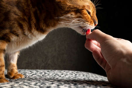 Close up of feeding a Bengal cat with dry food from the hand. Portrait of a eating pet eating on a...