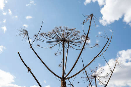 Dry last year's hogweed on the background of a blue cloud of the sky close-up. The concept of dangerous and weedy grass.の写真素材