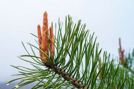 New sprout on a pine spring branch. Pine branch with a bud close-up.