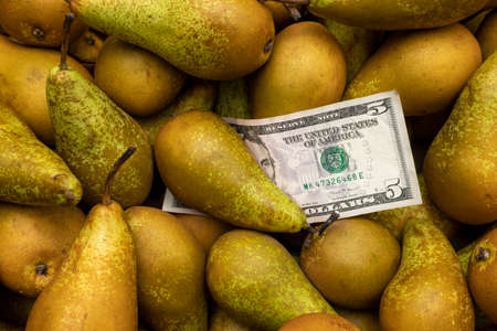 Dollar bill money in a heap of fresh green pear. The concept of a small business for harvesting and selling fruits.の写真素材