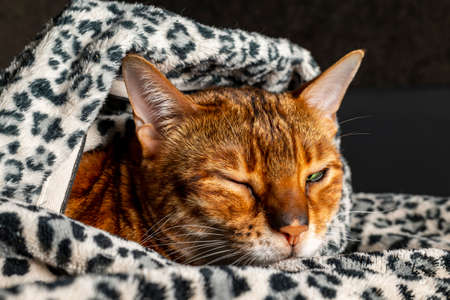 A sick Bengal cat hides under a spotted blanket on the bed. A domestic cat warms up and falls asleep under a plaid.の写真素材