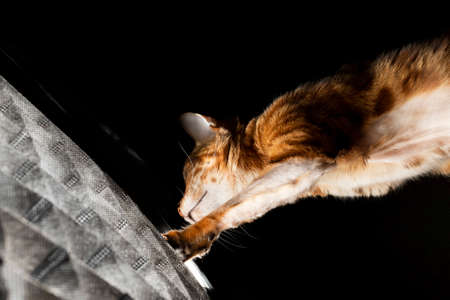 A Bengal cat studies and touches a softbox with a light in a photo studio on a black background with a paw with claws.の写真素材