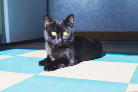 A black cat with yellow eyes lies and rests on the tiled floor.の写真素材