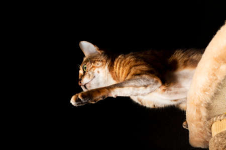 The Bengal cat is preparing to jump and attack on a black background.の写真素材