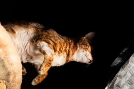 A Bengal cat studies and touches a softbox with a light in a photo studio on a black background with a paw with claws.の写真素材