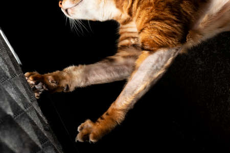 A Bengal cat studies and touches a softbox with a light in a photo studio on a black background with a paw with claws.の写真素材