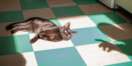 A black cat with yellow eyes lies and rests on the tiled floor. Replica picture The Creation of Black Cat.の写真素材