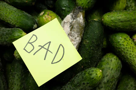 The word "bad" on a sticker note on a rotten vegetable. One green spoiled cucumber lies on ripe healthy cucumbers. The concept of rotting and infection.の写真素材
