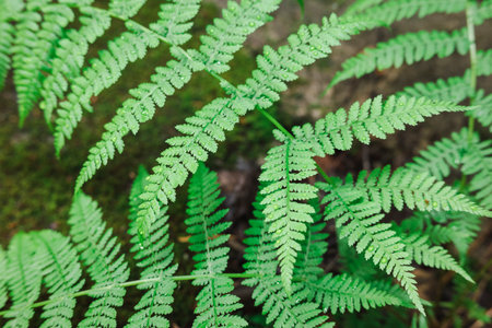 Wet drop leaves of the northern fern in the forest close up with a top view.