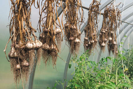 Freshly dug garlic hangs in the greenhouse and dries. The concept of harvesting.の写真素材