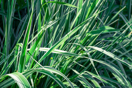 Calamagrostis acutiflora Overdam bright garden green white grass close up.の写真素材