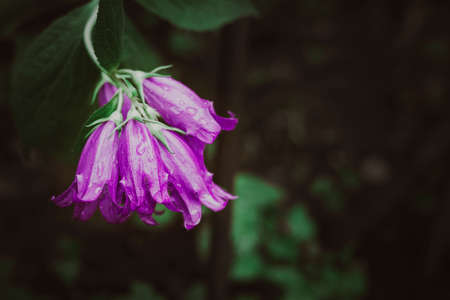 Purple bluebells during flowering with closed buds on a dark background.の写真素材