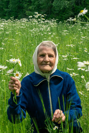 An elderly woman in a blue jacket is sitting in the green grass of a field with blooming daisies. An old lady holds a bouquet of wildflowers in her hand. Summer portrait of a female.の写真素材