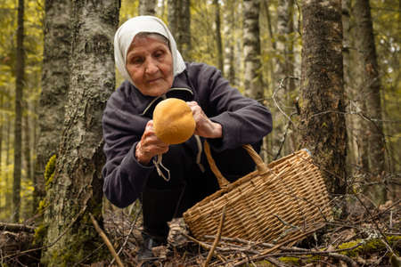 An elderly woman is hunting for a mushroom in the forest. The concept of collecting mushrooms. selective focus.の写真素材