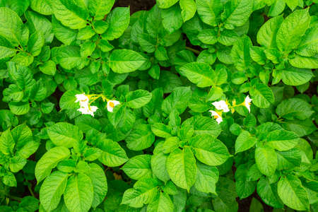 Potato bush with white flowers in the garden during flowering with a close-up, top view.の写真素材