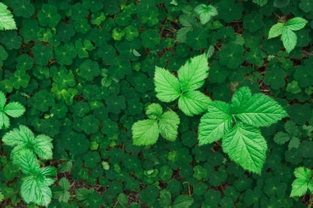 Texture of oxalis acetosella leaves in full frame. Green grass in the forest, top view. Trefoils...