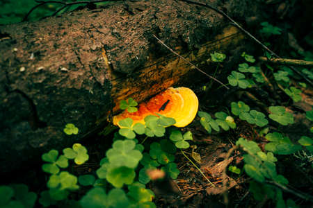 Ganoderma applanatum is a parasite fungus growing on a tree in the forest.