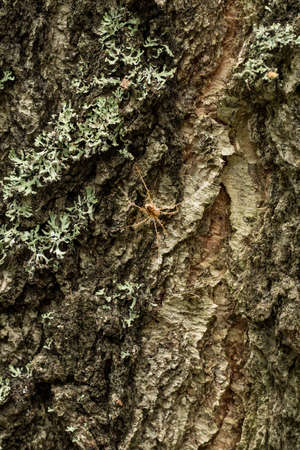 Wooden texture of birch bark in full frame. natural forest background.