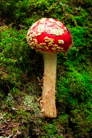 Dangerous poisonous mushroom red fly agaric or amanita muscaria on a background of green moss and...