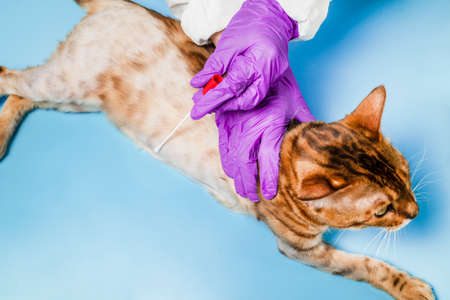 A female veterinarian analysis of the skin of a Bengal cat. An animal with alopecia and baldness in a vet clinic. The concept of veterinary examination of a pet.の写真素材