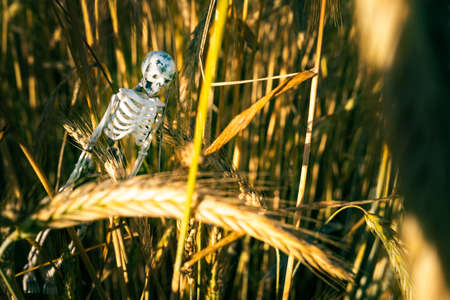 Human skeleton against a background of ripe yellow cereals. Concept of the food crisis. Problem of...