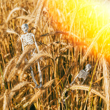 Human skeleton against a background of ripe yellow cereals.. Concept of the food crisis. Problem of...