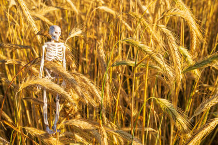 Human skeleton against a background of ripe yellow cereals. Concept of the food crisis. Problem of...
