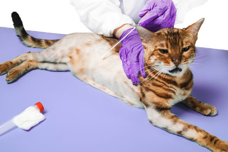 A female veterinarian analyzes the skin of a frightened Bengal cat. An animal with alopecia and baldness in a veterinary clinic. The concept of veterinary examination of a pet.の写真素材