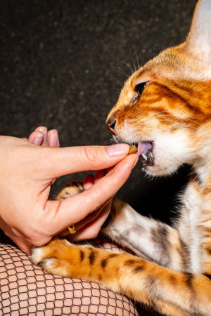 A female owner feeds and trains a Bengal cat with her hands on a dark black background of the house....