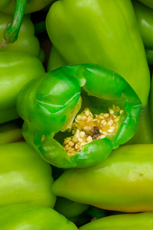 One spoiled rotten green bell pepper lies on healthy fresh vegetables.の写真素材