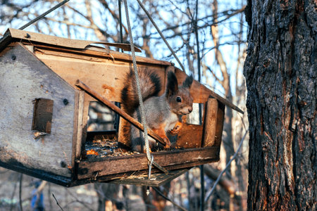 A squirrel in an autumn park sits in a ruined bird feeder and shows a thumbs up.