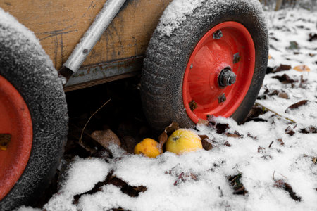 Yellow frozen apples are lying on the ground in the snow next to a garden cart. Rotten fruit on the ground in winter, autumn.の写真素材